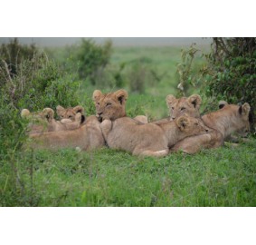 Kenya