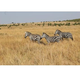 Kenya