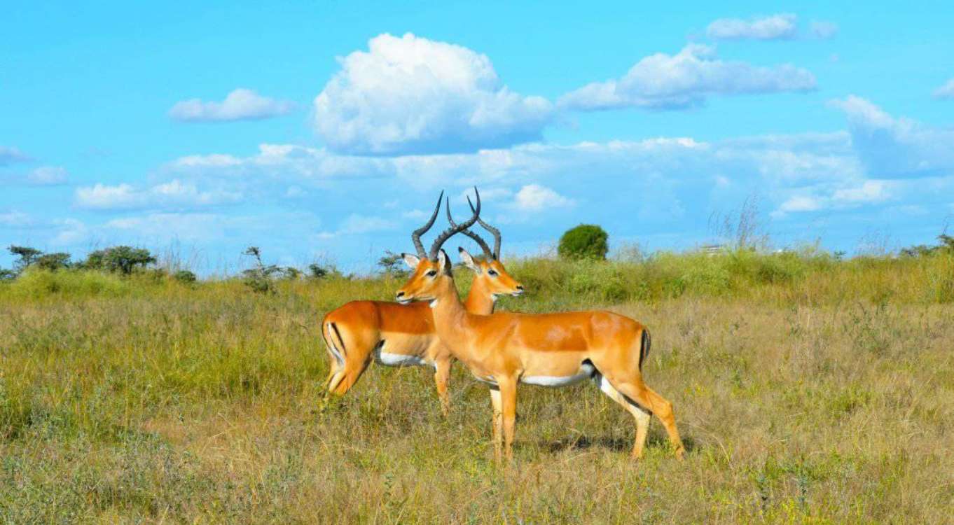 Kenya